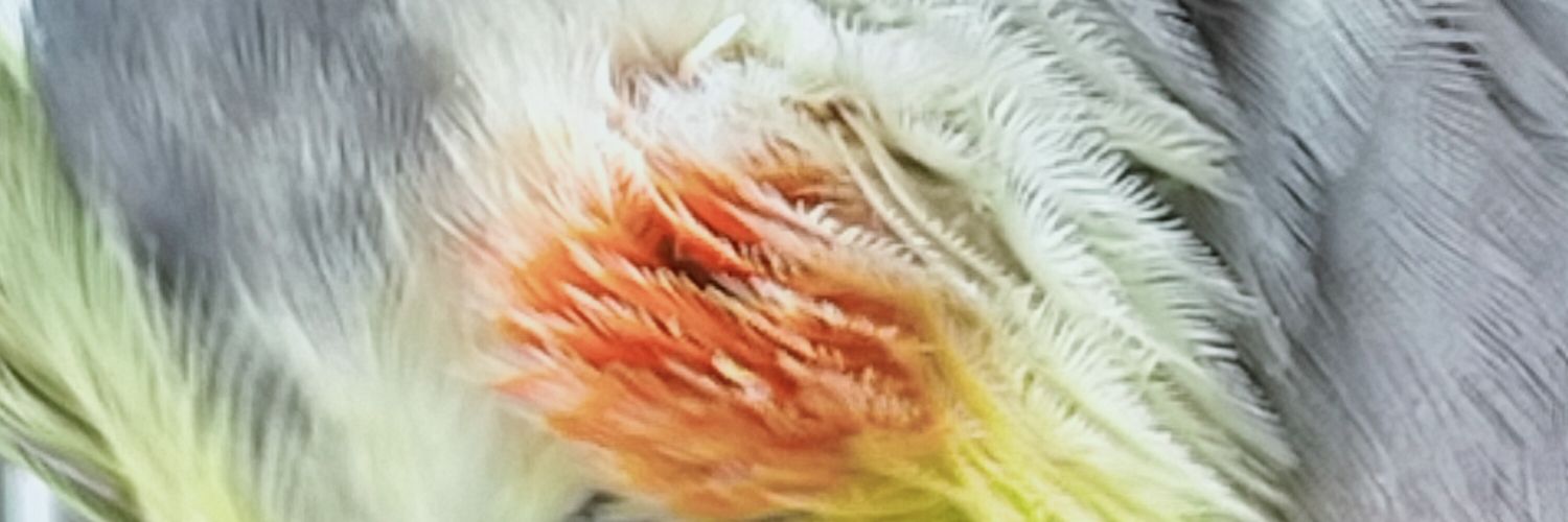 Dr. Ann Lawless banner