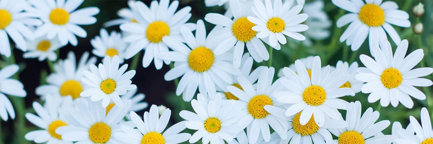 LeanneAllender's profile banner image
