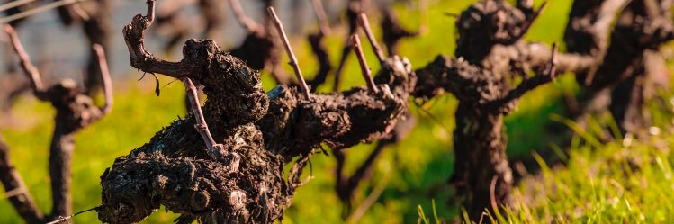 MarthasWines's profile banner image