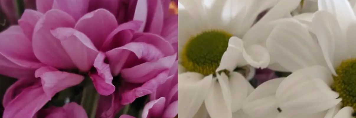 Alice_stinger's profile banner image