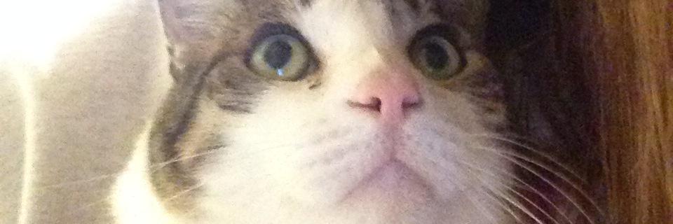 Jess Macy banner