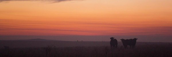 Producer__Matt Profile Banner