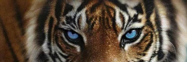 wildexpert's profile banner image