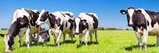 straightfromcow's profile banner image