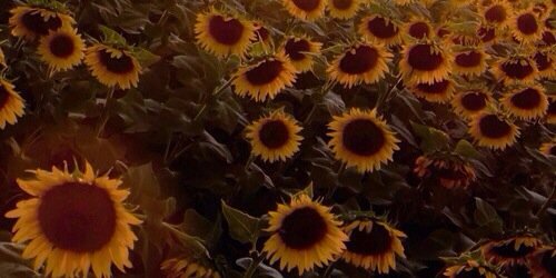 haystapes's profile banner image