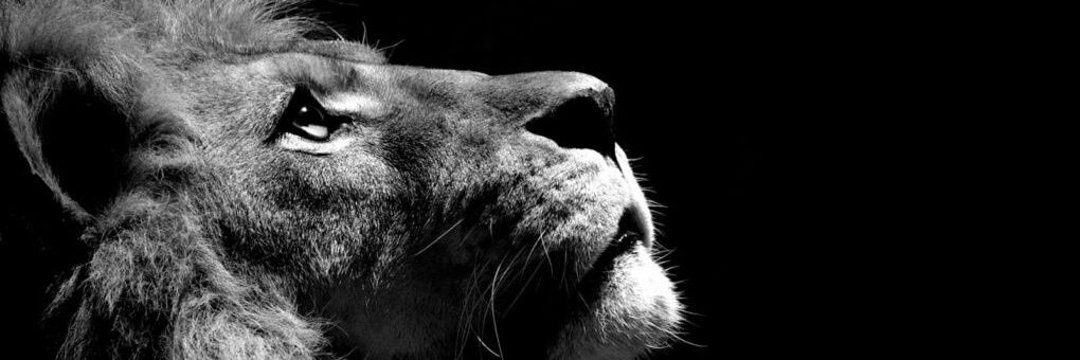 Bvilo1's profile banner image