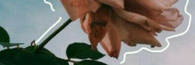 toxicale17's profile banner image