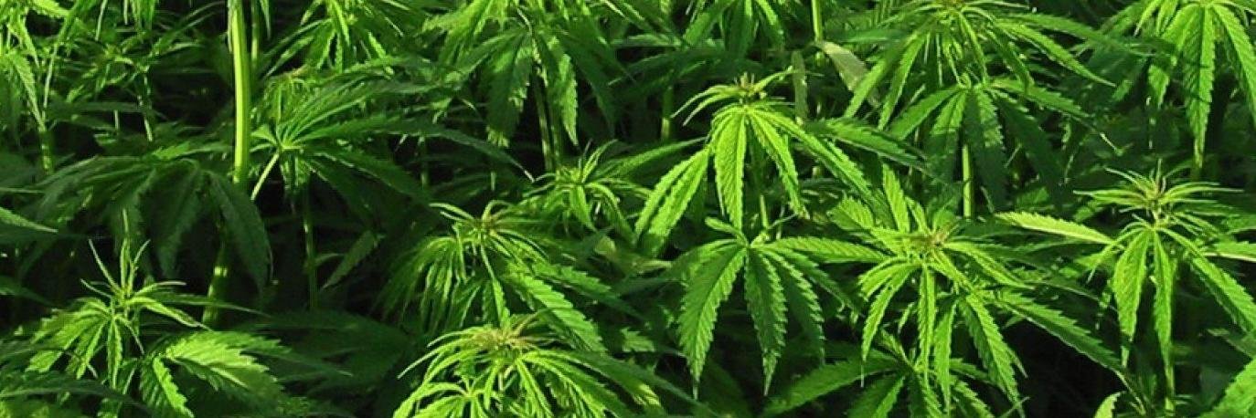 AcresofHemp's profile banner image