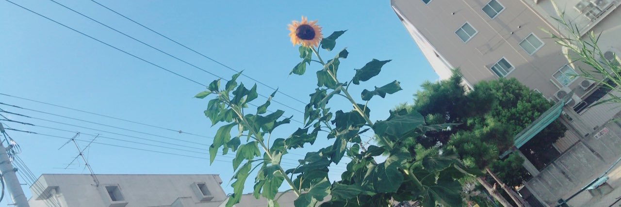 tarochuchu's profile banner image