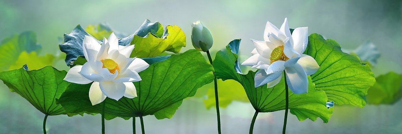 izenmoon's profile banner image