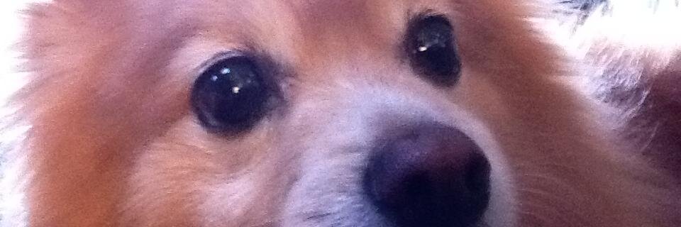 Snoodle's profile banner image