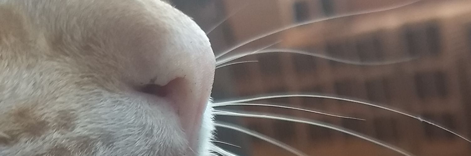 JMorais15's profile banner image