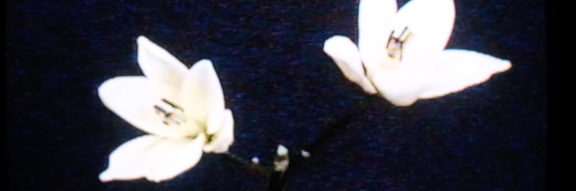 bre morell's banner