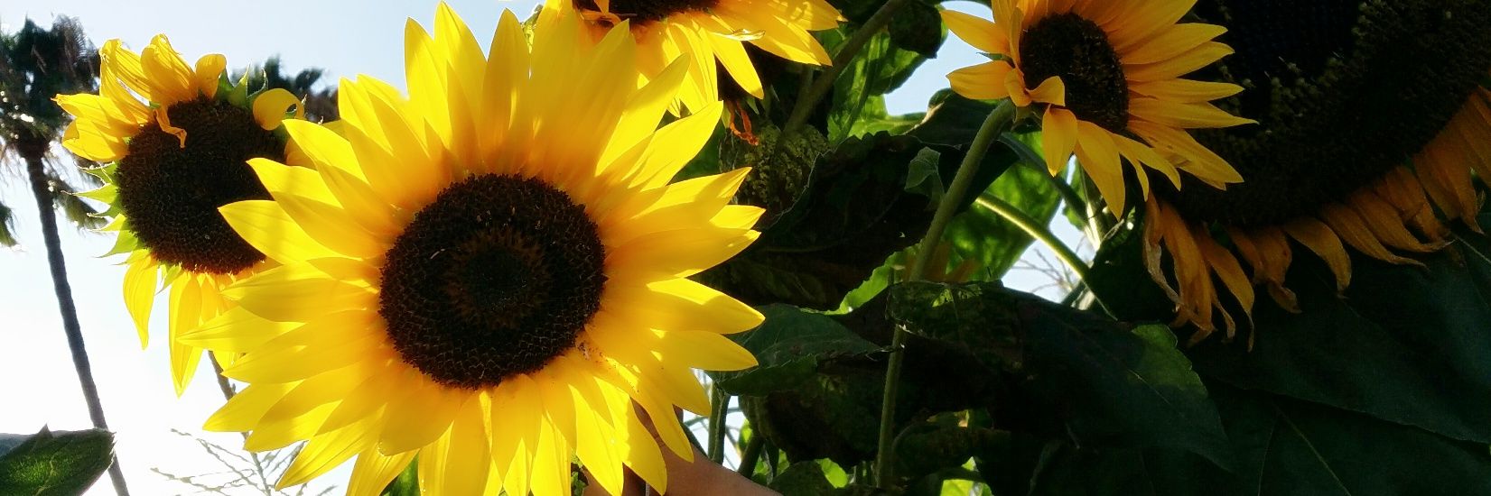 Drea_Castillo's profile banner image