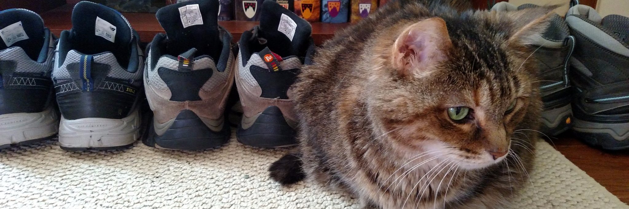 Carrie Arnold banner