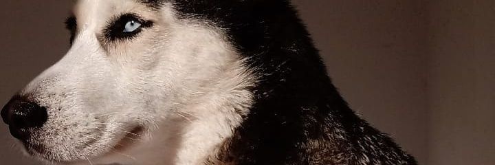 DamnLipe's profile banner image