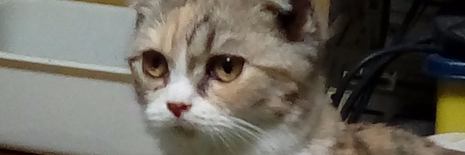cat_kenta's profile banner image
