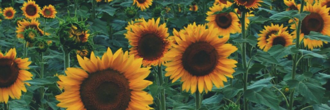 MakeupManiac14's profile banner image