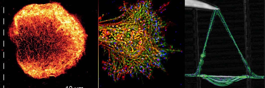 MechanoImmunLab's profile banner image