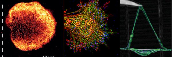 MechanoImmunLab Profile Banner
