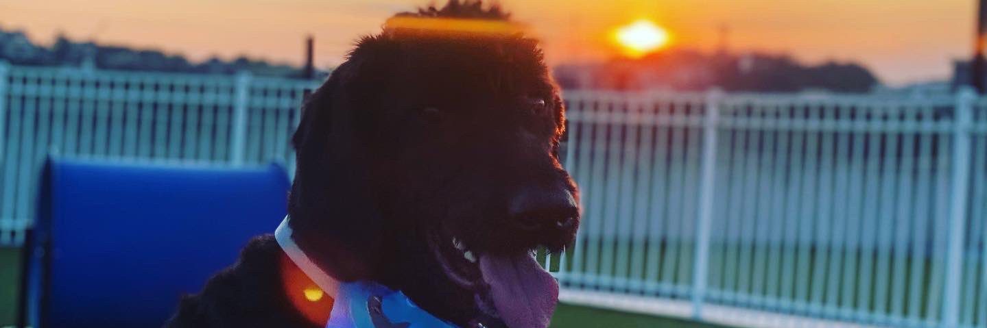 Brookeshrum's profile banner image
