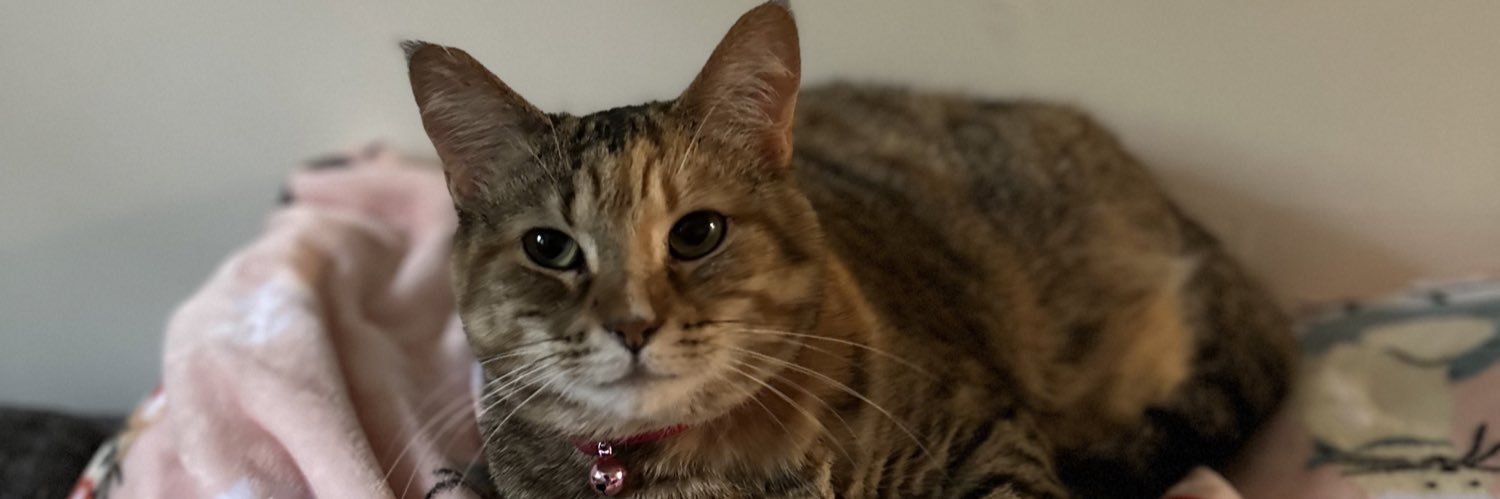 tkmerritt's profile banner image