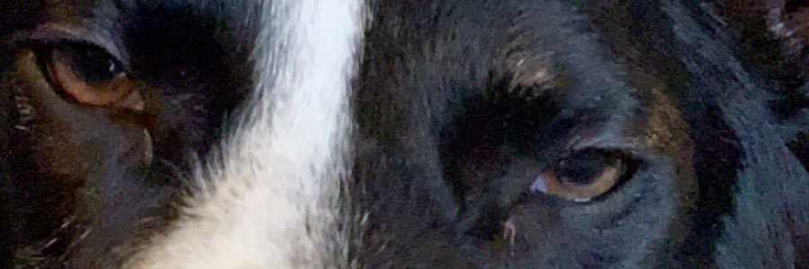 elchavet's profile banner image