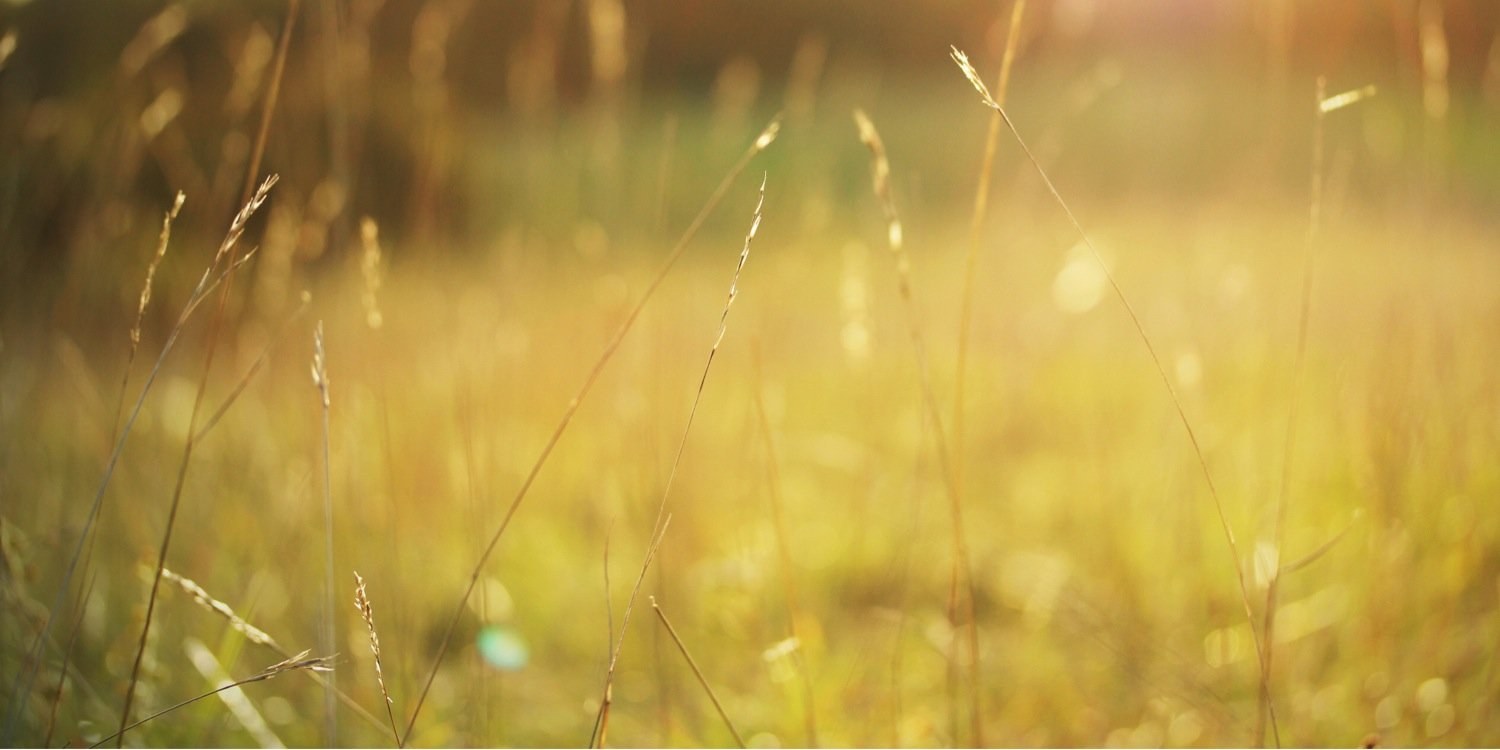 VeganComms's profile banner image