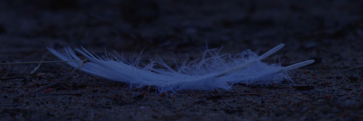 Zé🇵🇸 banner