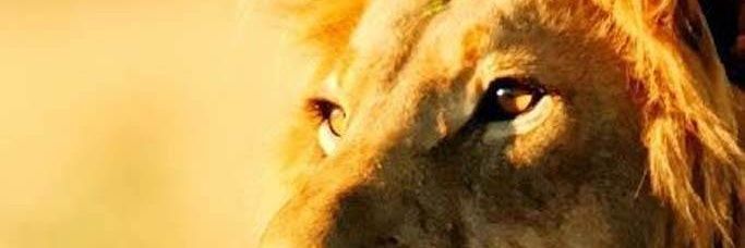 Mdiind's profile banner image