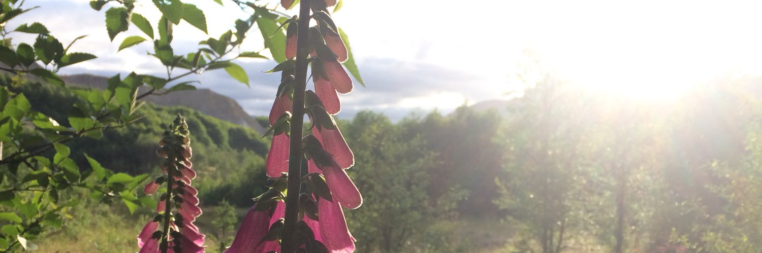 MindyZuckerman's profile banner image