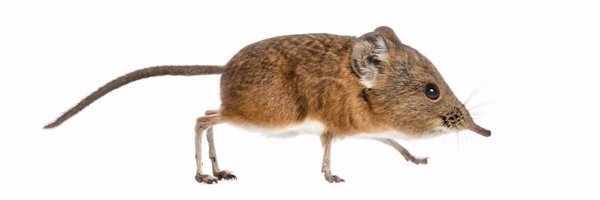 shrewsru Profile Banner