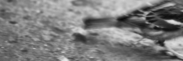 tittiscotti Profile Banner