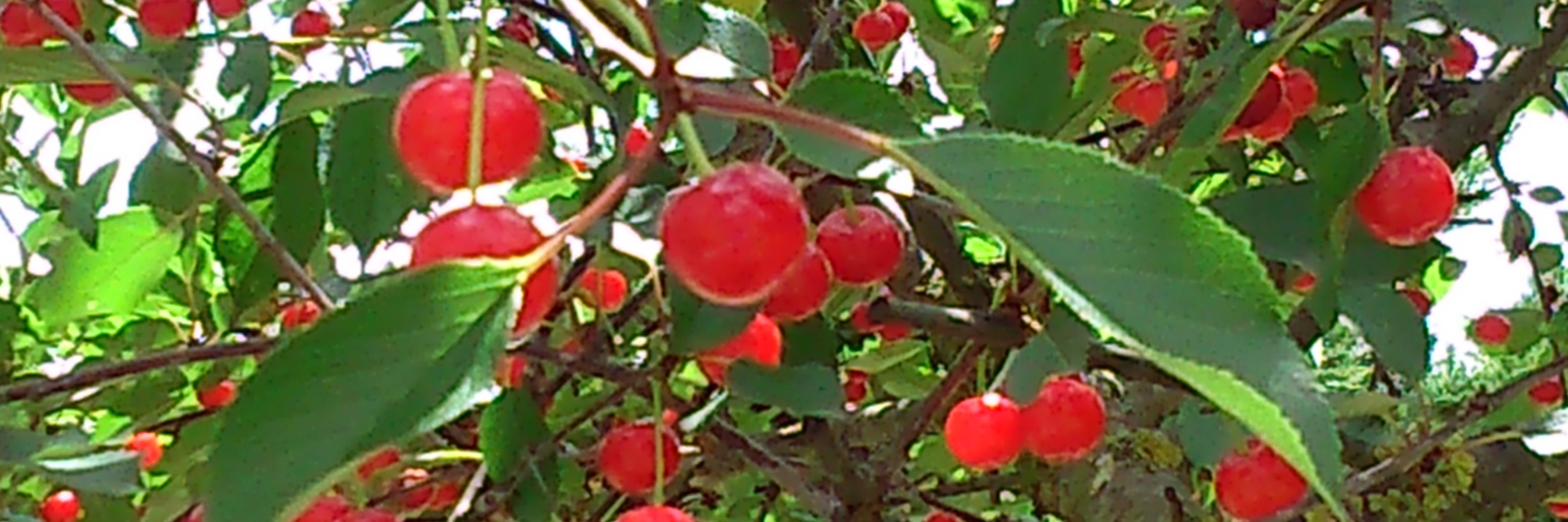 Silvia Fernández banner