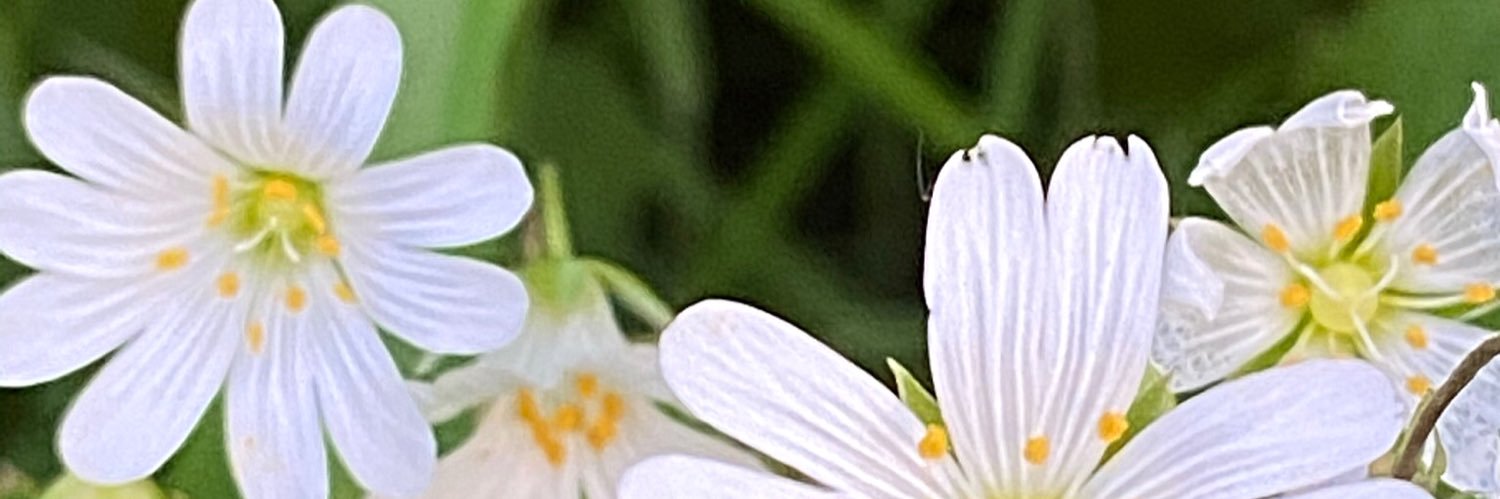 InfoKeltic's profile banner image