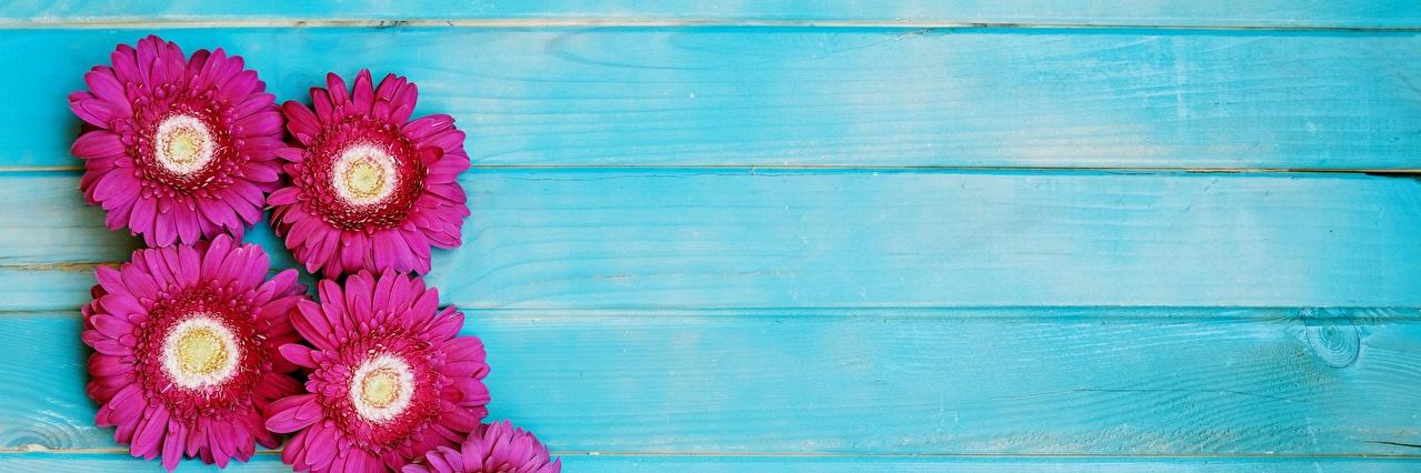 Pamela 🌼 banner