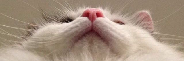 askohamsisu's profile banner image