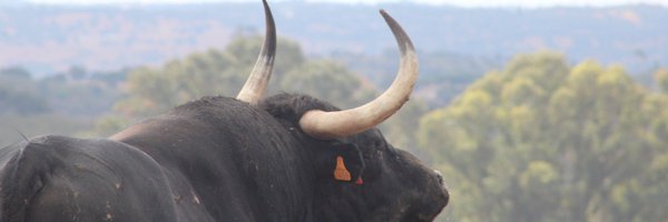 7TOROS7 Profile Banner