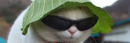 KittyCalamities's profile banner image