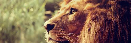 Signe_Lion's profile banner image