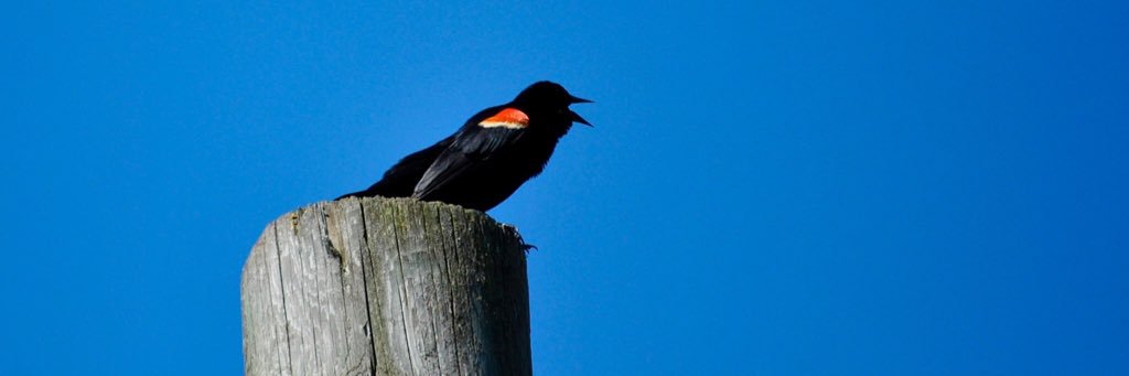 ThingsOnMyWall banner