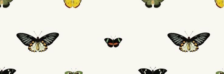 paulacaffaro_'s profile banner image