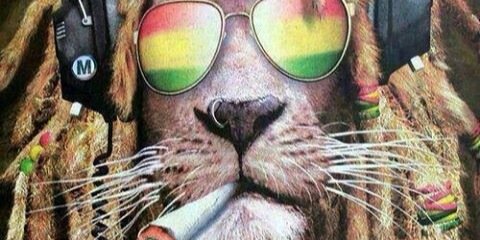 StonnerNation's profile banner image