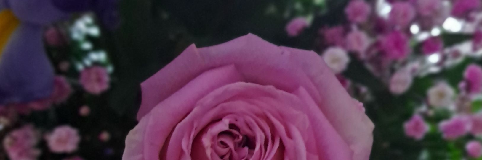 laolivicas's profile banner image