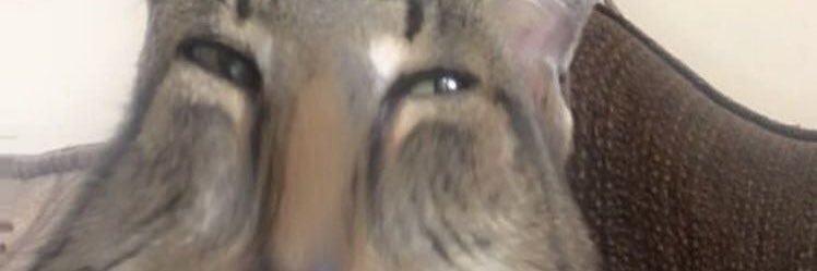 prostogeser's profile banner image