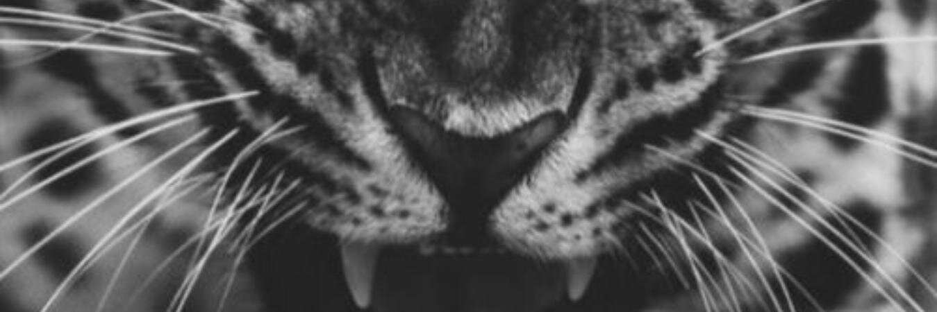 CaroldlFuente's profile banner image