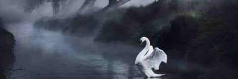 realswanwork's profile banner image