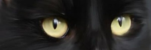 ArfonzoC Profile Banner
