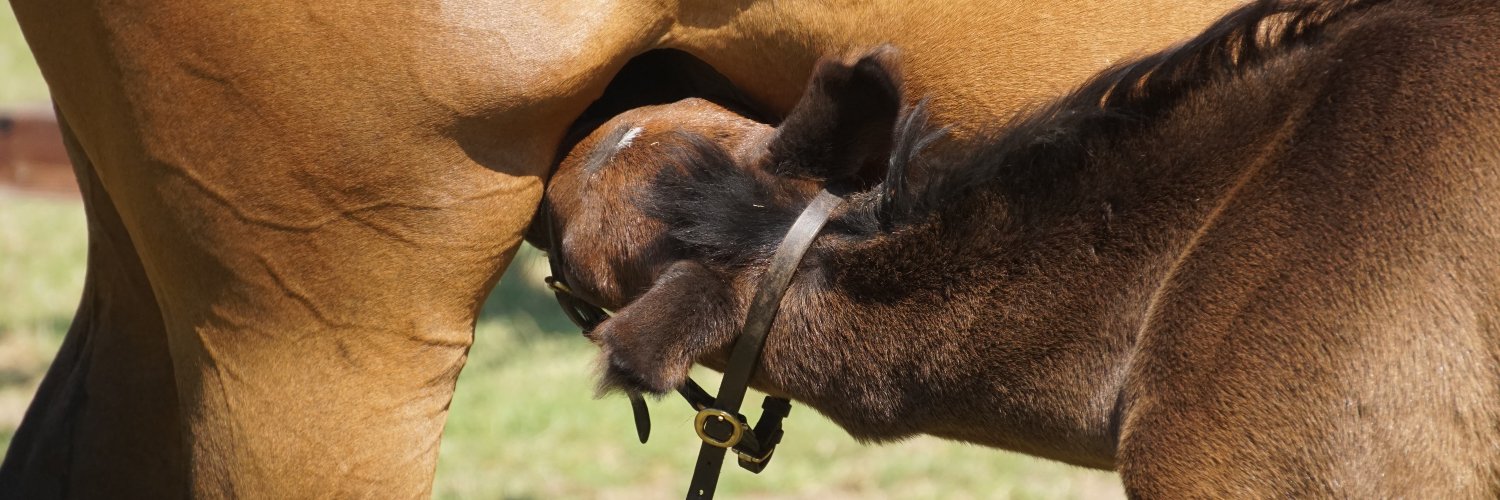 March Stud banner