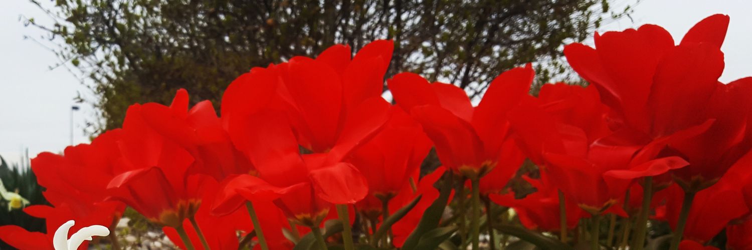 fmandds's profile banner image